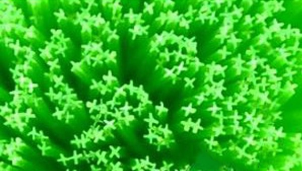 魚卵孵化刷 魚卵孵化刷
