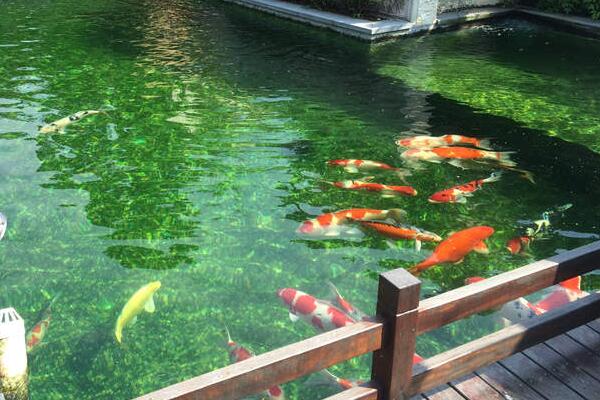 魚池水質 魚池水質
