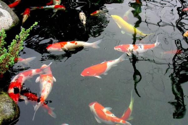 錦鯉魚池過(guò)濾毛刷怎么放置 錦鯉魚池過(guò)濾毛刷怎么放置